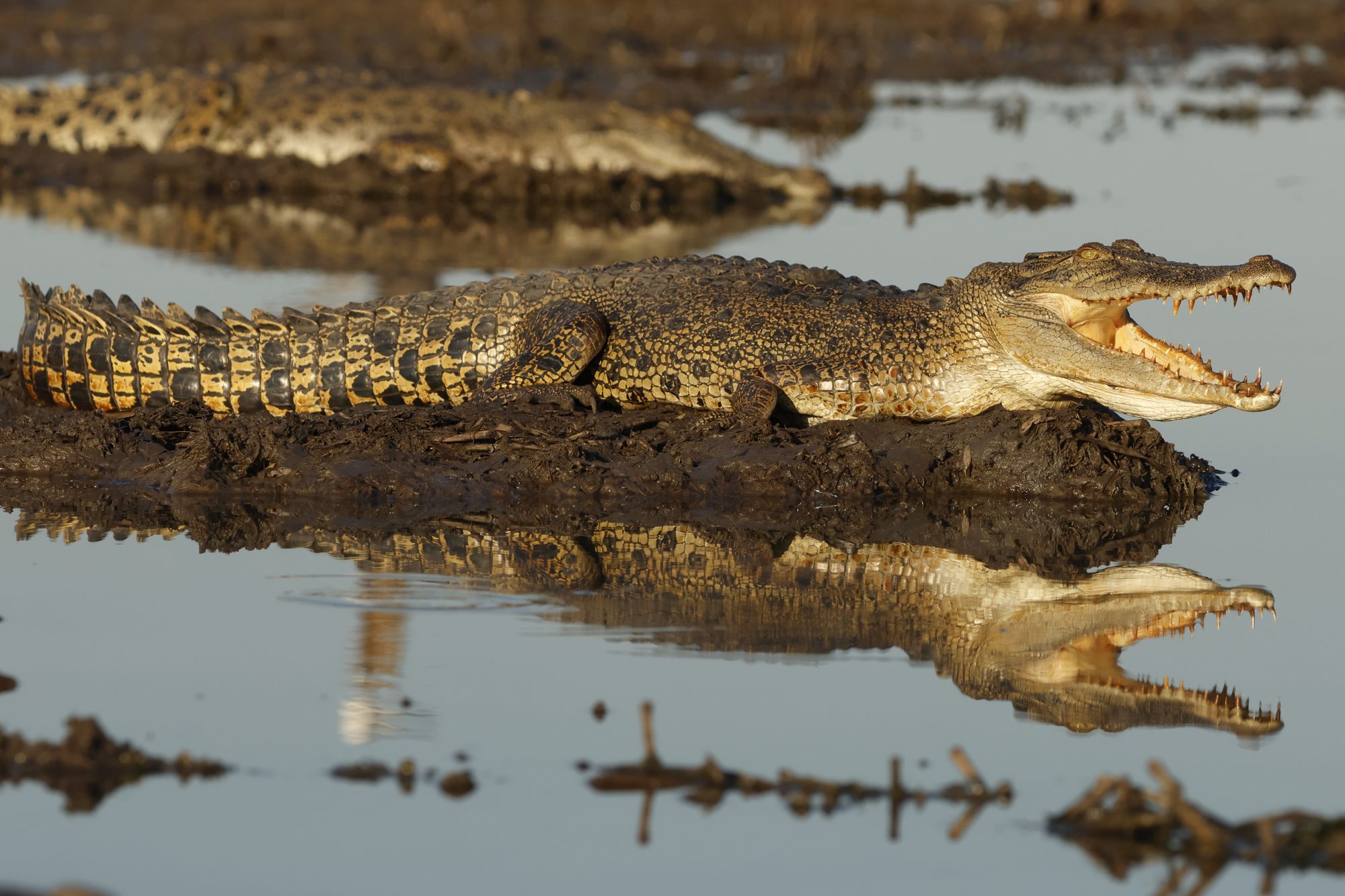 Crocodilian Attack Statistics